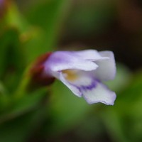 Torenia crustacea (L.) Cham. & Schltdl.